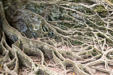 Fototapeta premium Roots of a very old Tree