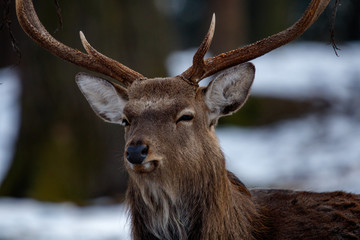 Sika deer portrait