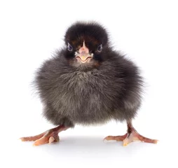 Photo sur Aluminium Poulet Small black chicken