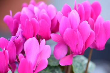 Fiori