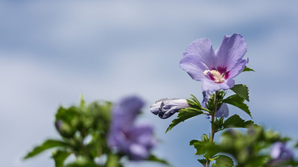 Violet flower of Hibiscus syriacus or Syrian ketmia. Beautiful blooming rose of Sharon with empty space and blue sky in the background. Small depth of sharpness.