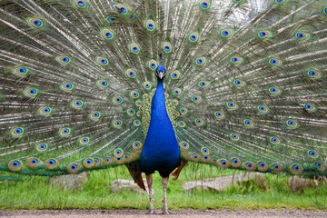 Obraz premium Proud male peacock, peafowl displaying extensive plumage, shimmering tail