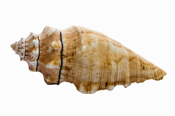 shell, sea, isolated, seashell, nature, beach, object, ocean, mollusk, conch, spiral, marine, aquatic, shellfish, animal, decoration, tropical, water, summer, cockleshell, macro, souvenir, beauty, sna