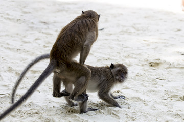 mating monkeys on a beach