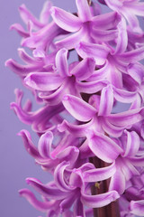 Hyacinth violet Dutch Hyacinth . Spring flowers. The perfume of blooming hyacinths is a symbol of early spring. Closeup.Texture.On clolored violet background.Copy space.violet flowers