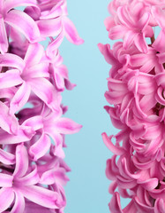 Hyacinth Pink Surprise and violet Dutch Hyacinth . Spring flowers. The perfume of blooming hyacinths is a symbol of early spring. Closeup.On clolored cyan background.Place for text
