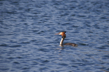 Great Crested Grebe 