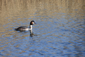 Great Crested Grebe 