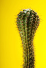 Cactus.fahion image.Green cactus on yellow background.Copy space.Visual Art