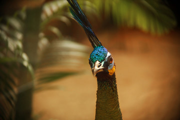 Peacock looks at us from the shadows of the palm branch