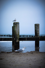 Fototapeta premium Ostsee