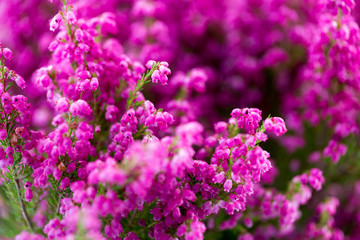 Plant erica gracilis.