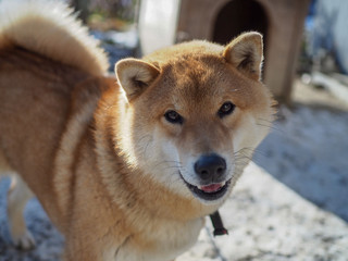 日本、雪と芝犬