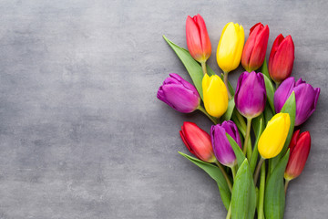 Multicolored spring flowers, tulip on a gray background. - obrazy, fototapety, plakaty