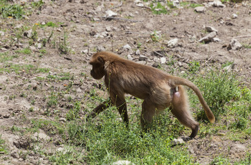 Gelada Baboon walking