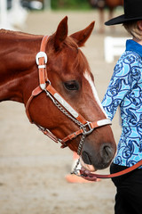 Western horses in a western tournament in the neckline and portrait..