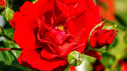 Bright red roses with buds against green bush. Beautiful scarlet roses in the summer garden. Background with many red summer flowers