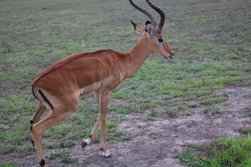 Naklejka na ściany i meble Antelope in Akagera national park