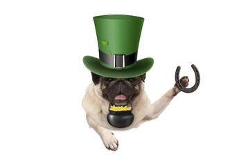 st patricks day pug puppy dog with green leprechaun hat, holding horseshoe and pot with golden coins, isolated on white background