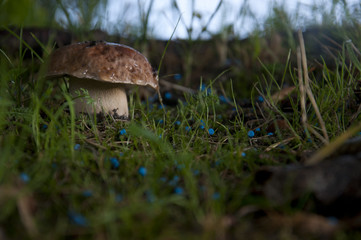 Prawdziwek © Piotr Wawruch