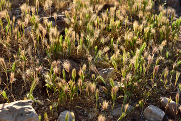 wildes Getreidefeld in frühem Sonnenlicht