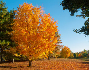 Fototapeta na wymiar Orange Autumn Tree