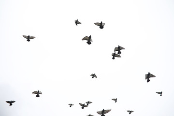 A flock of pigeons flies across the sky. Birds fly against the s