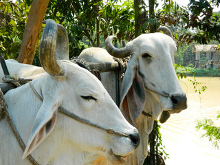 Thailand bull pulling the car