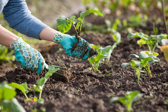 Closeup Of Gardener's Hands Planting Small Flowers At Back Yard In Spring