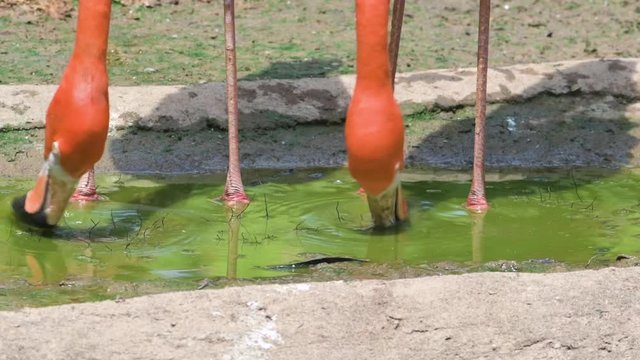 Caribbean Flamingo walking around and looking for food and relaxing