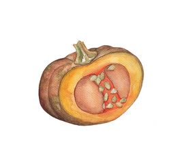 Half orange pumpkin watercolor illustration. Ripe pumpkin watercolor painting on white background.