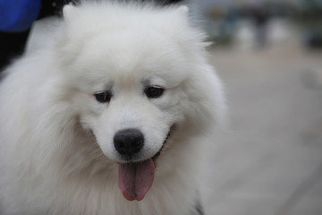 Lovely girl on a walk with a beautiful dog 