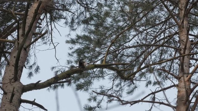 Bird Dendrocoptes, woodpecker perched on tree branch and looking for pests.