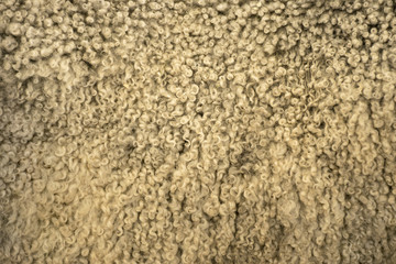 Fur Texture 