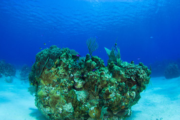 Stunning coral reef structures like this can be found in abundance in the waters of the Caribbean sea. This underwater photo was taken by a scuba diver in Grand Cayman