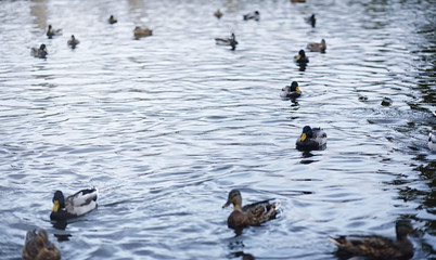 Birds on the pond. A flock of ducks and pigeons by the water. Mi