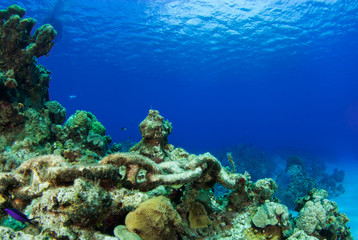 A rusty chain has been left abandoned on a tropical coral reef. The metal has been underwater for so long that it now has coral starting to grow on the links