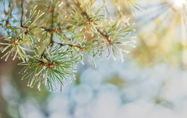 Branch of pine with needles covered with a light layer of frost in early spring, warm light with...