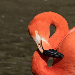 Flamingo