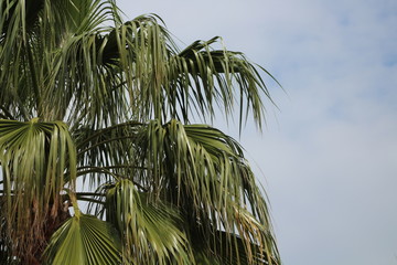 palm