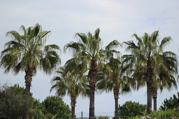 palm