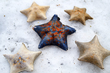 morskin stars on the snowstarfish on a winter beach