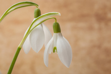 Fototapeta premium closeup of snowdrops on blurred background