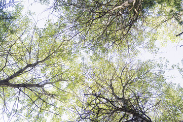 tree crowns in the summer forest. nature, background.