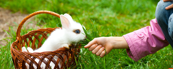 Little child is feeding  of the white decorative rabbit the green grass.Rabbit is sitting in the basket. Happy Easter concept