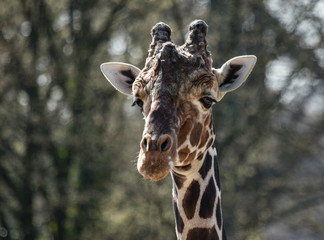 Giraffe