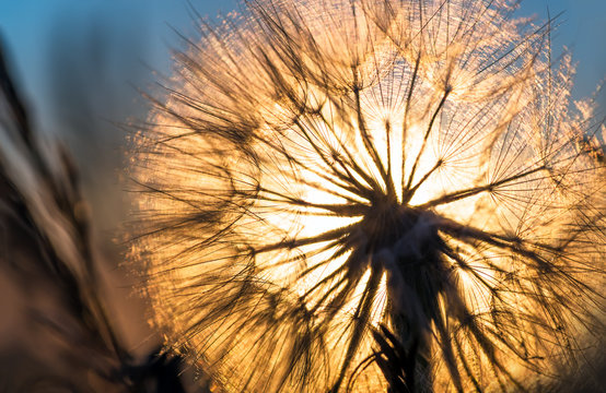 Dandelion closeup against sun and sky during the dawn