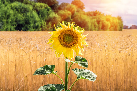 Flower sunflower closeup and wheat field.