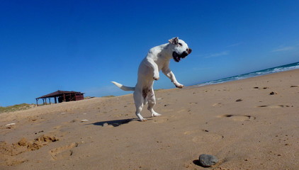 Obraz premium Perro Jack Russell saltando en playa de Cadiz (Andalucia,España)