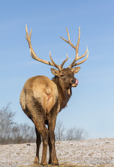 Bull elk, or wapiti (Cervus canadensis) in prairie, Neal Smith National Wildlife Refuge, Iowa, USA.